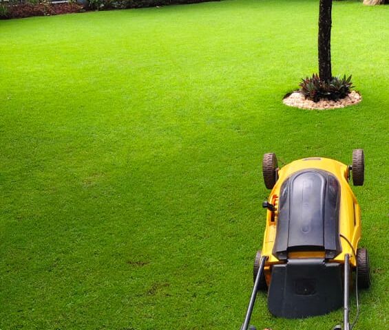 The Secret to a Lush Green Yard: Softscaping Basics for Homeowners